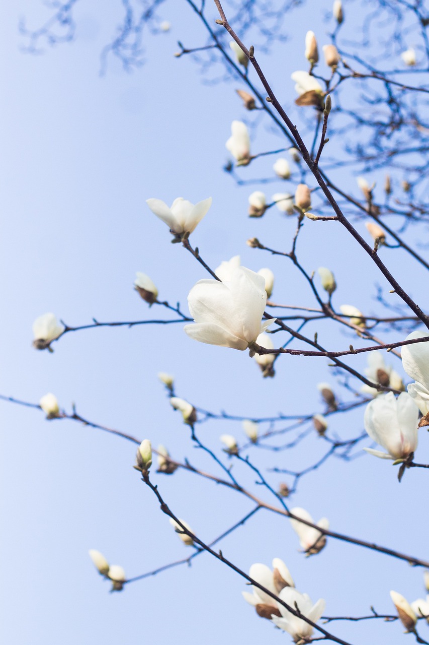 白小姐三肖三期必出一期開(kāi)獎(jiǎng)虎年，動(dòng)態(tài)詞語(yǔ)解釋落實(shí)_The7.2.53