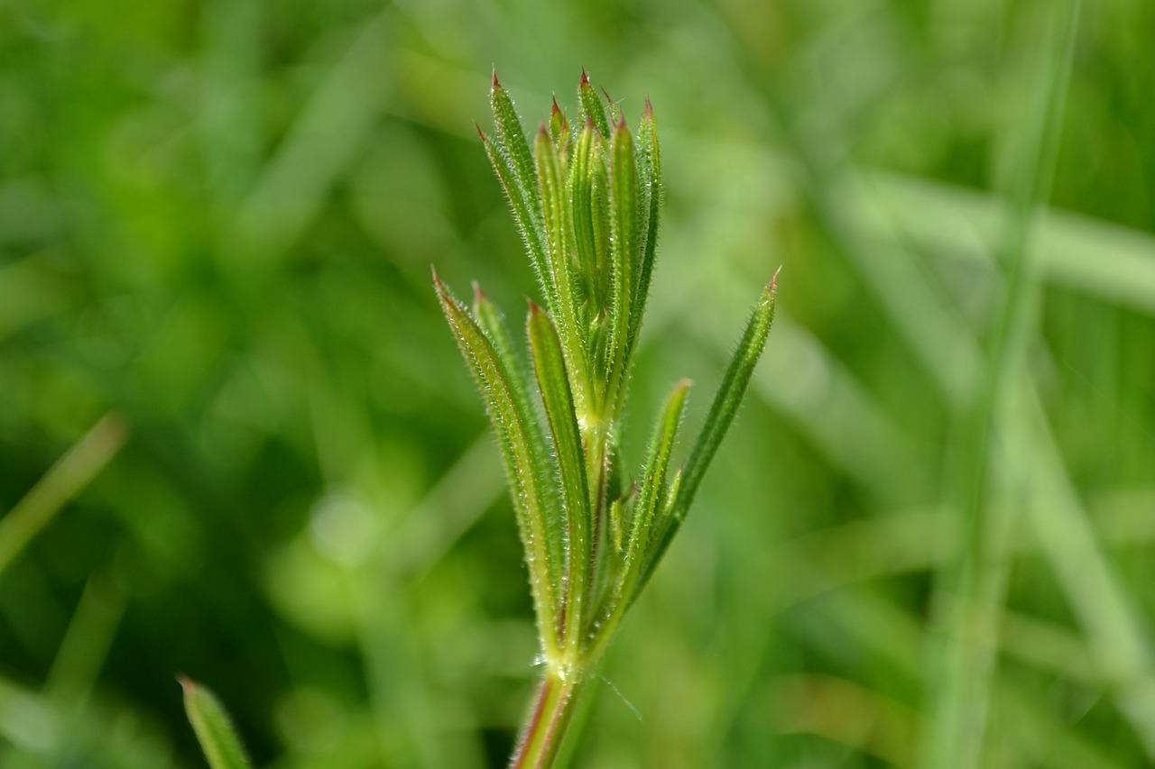 郴州毒販最新動(dòng)態(tài)，深度分析與應(yīng)對(duì)舉措的探討