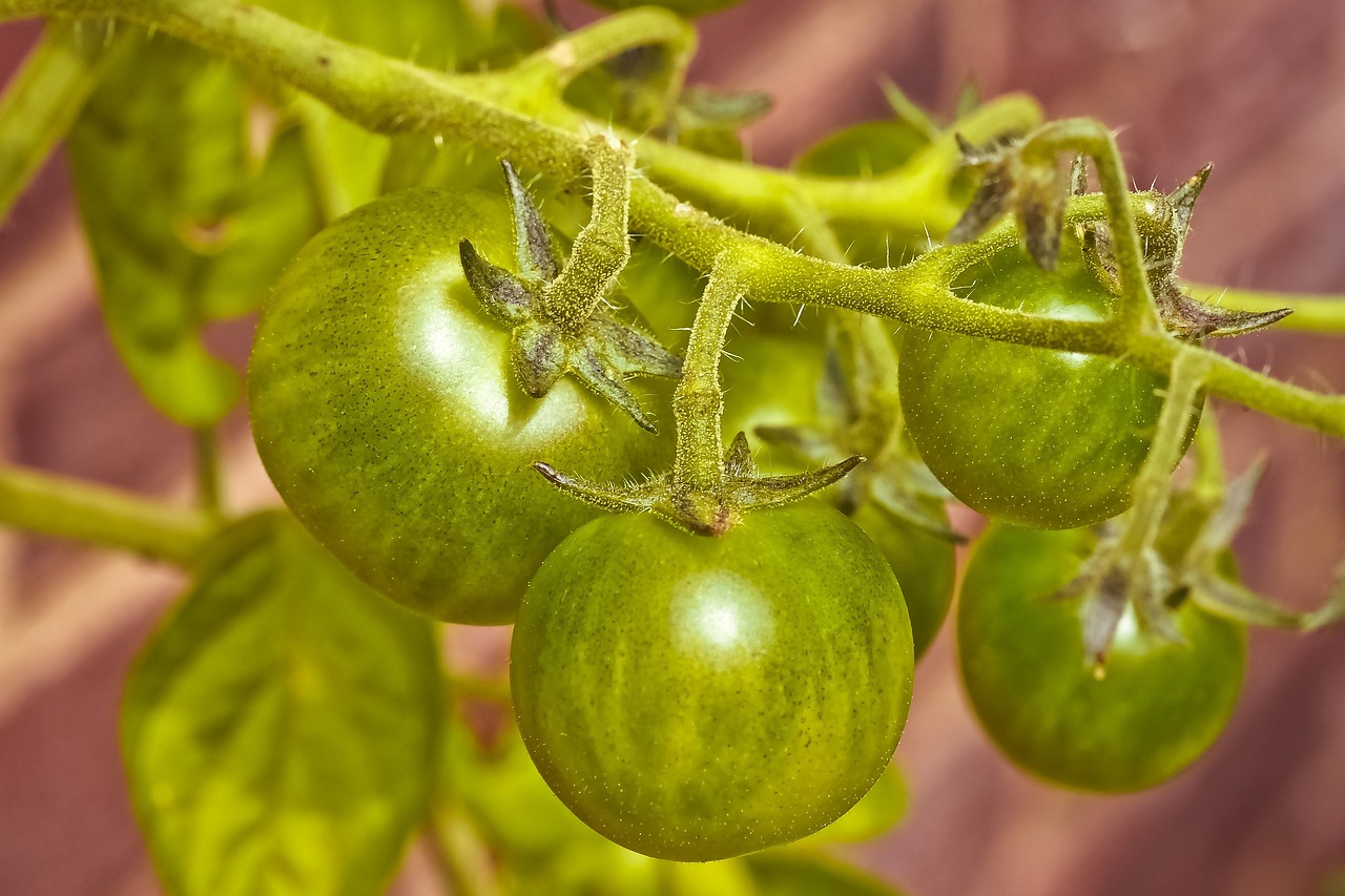 橋西蔬菜最新價格概覽，最新蔬菜價格信息一網打盡！