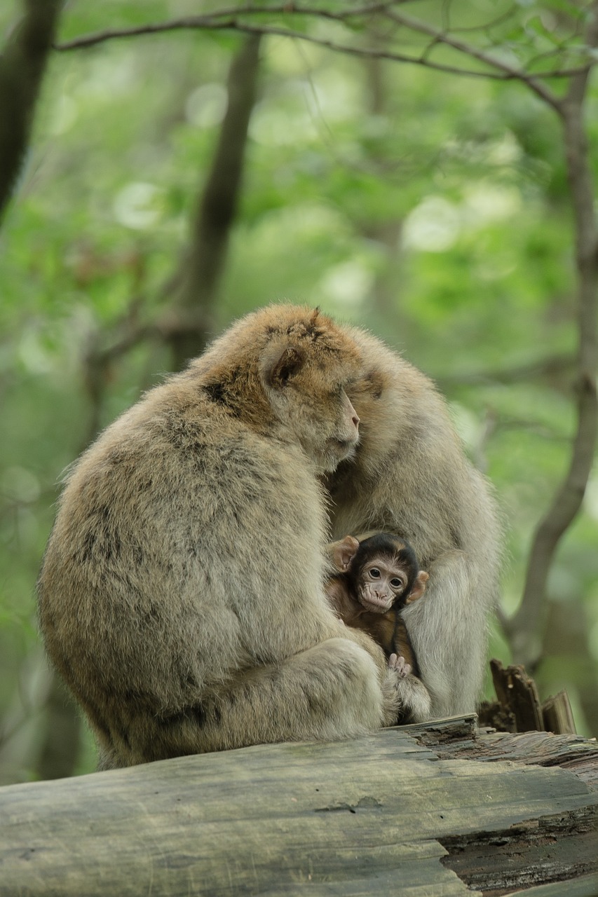 新澳2024今晚開(kāi)獎(jiǎng)資料四不像，釋意性描述解，活動(dòng)版OS244.619