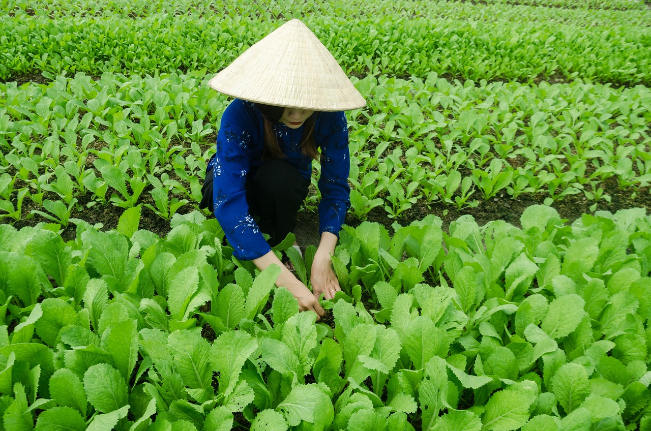 濮陽清豐最新發(fā)展動態(tài)概覽