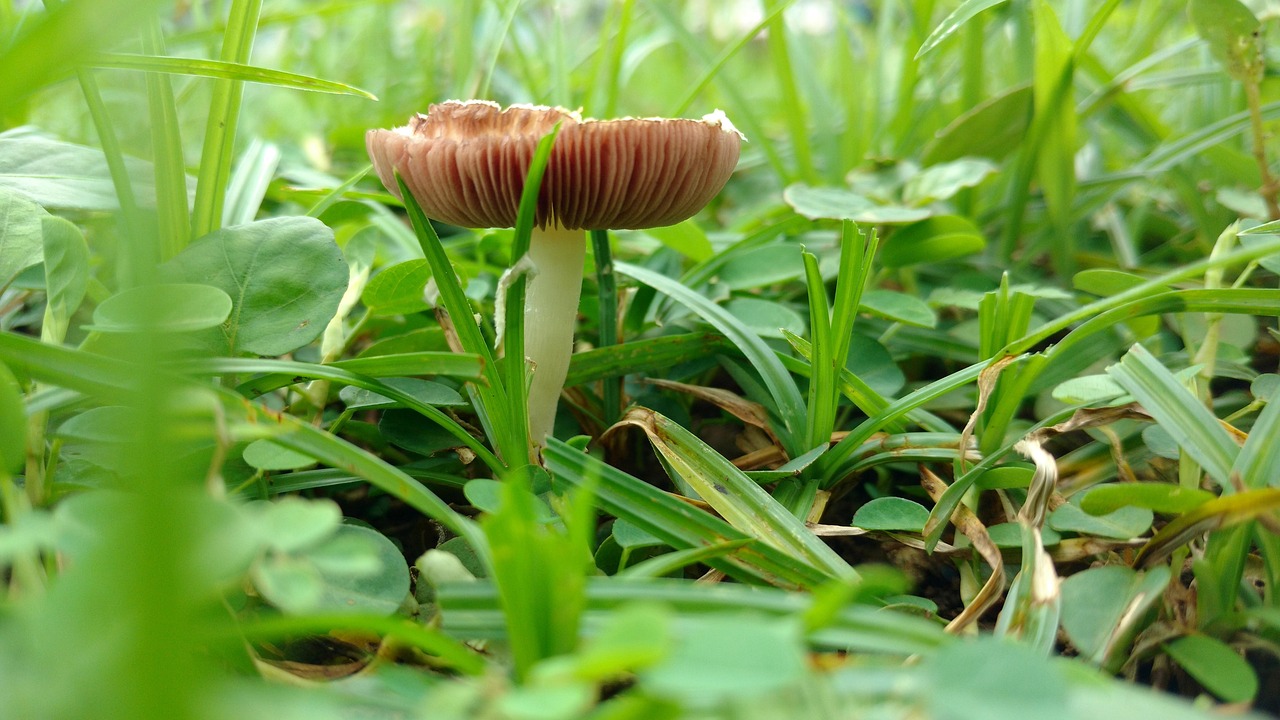 中國人體芯片邁向科技前沿的健康未來新動態(tài)